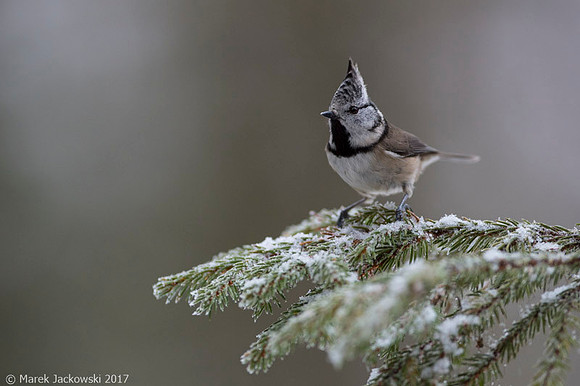 Crested Tit / Sikora czubata