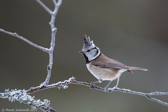 Crested Tit / Sikora czubata