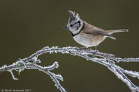 Crested Tit / Sikora czubata