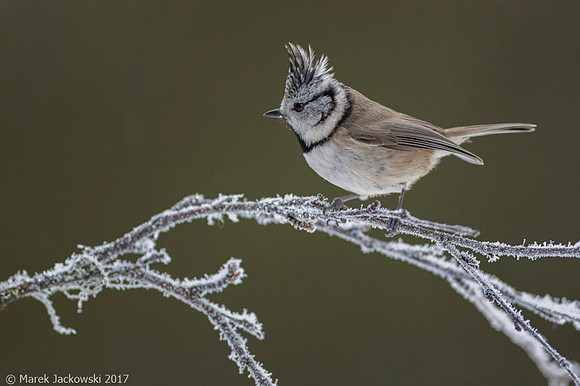 Crested Tit / Sikora czubata