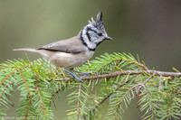 Crested Tit / Sikora czubata