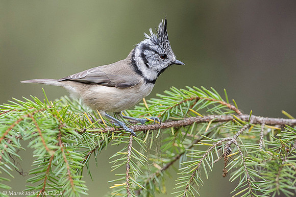 Crested Tit / Sikora czubata
