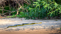 Anaconda
