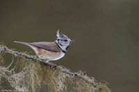 Crested Tit / Sikora czubata