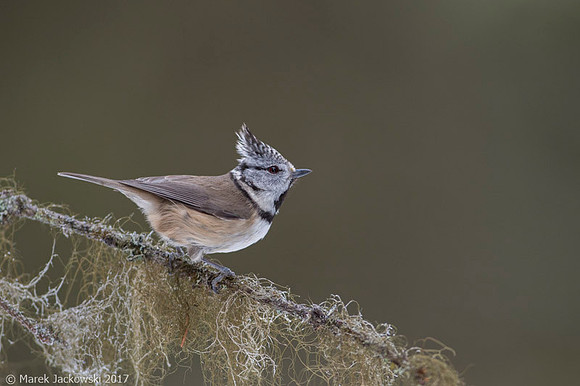 Crested Tit / Sikora czubata