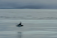 Brünnich's guillemot