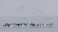 Brünnich's guillemot