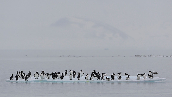 Brünnich's guillemot