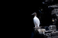 Brünnich's guillemot