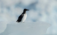 Brünnich's guillemot