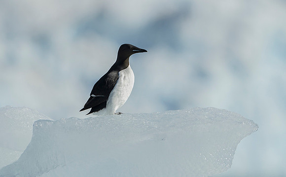 Brünnich's guillemot