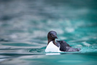 Brünnich's guillemot