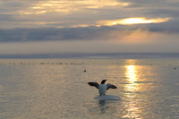 Brünnich's guillemot