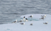Brünnich's guillemot