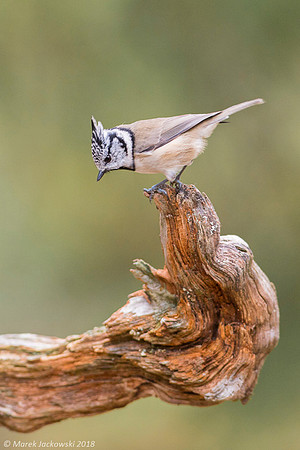 Crested Tit / Sikora czubata