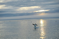 Brünnich's guillemot