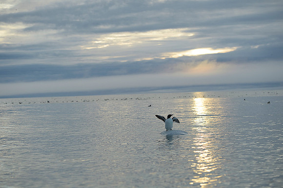 Brünnich's guillemot