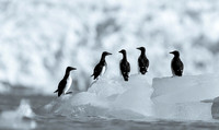 Brünnich's guillemot