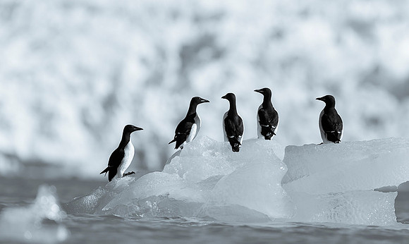 Brünnich's guillemot