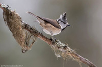 Crested Tit / Sikora czubata