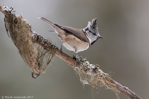 Crested Tit / Sikora czubata
