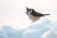 Crested Tit / Sikora czubata