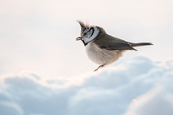 Crested Tit / Sikora czubata