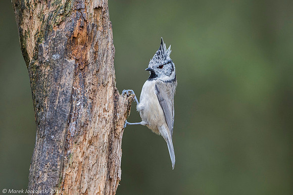 Crested Tit / Sikora czubata