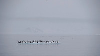 Brünnich's guillemot