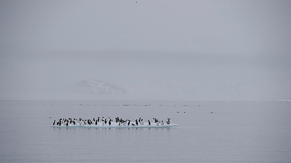 Brünnich's guillemot