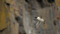 Brünnich's guillemot