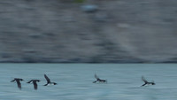 Brünnich's guillemot