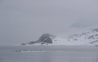 Brünnich's guillemot