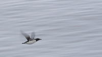Brünnich's guillemot