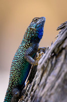 Granite Spiny Lizard