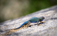 Granite Spiny Lizard