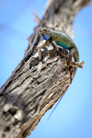 Granite Spiny Lizard
