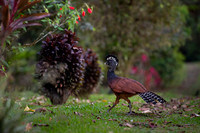 Great Curassow
