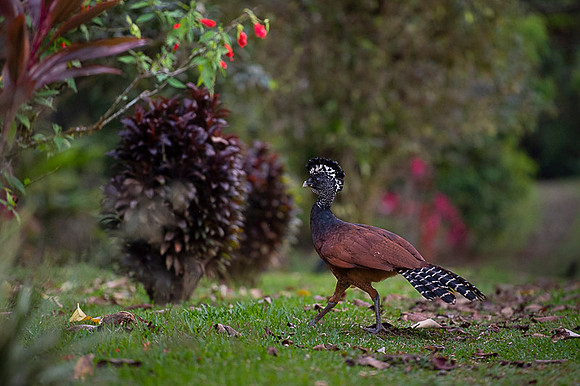 Great Curassow