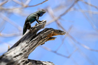Granite Spiny Lizard