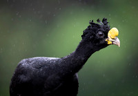 Great Curassow