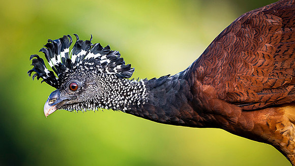 Great Curassow
