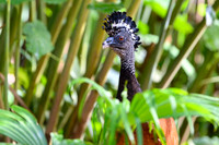 Great Curassow