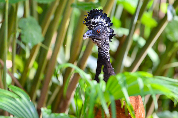 Great Curassow