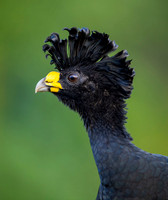 Great Curassow