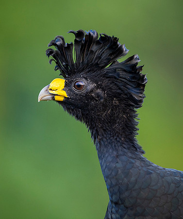 Great Curassow