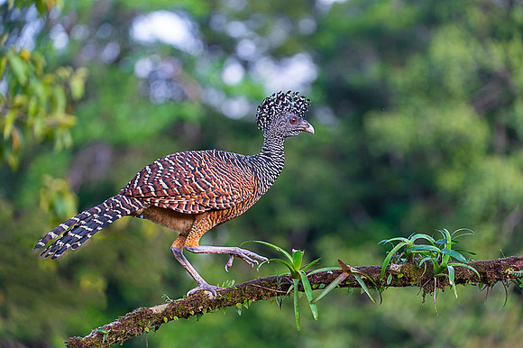 Great Curassow