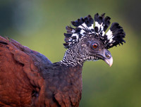 Great Curassow