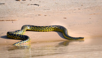 Anaconda