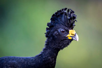 Great Curassow